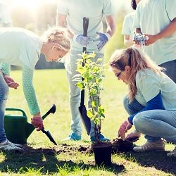 Could you help our Million Trees project