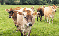 Cows in a field