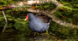 Common Moorhen