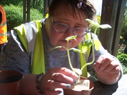 Person planting a seedling