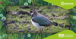 Lapwing