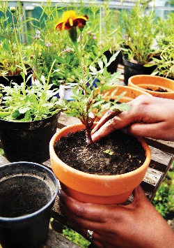 Hand pats soil around a flower in a plant pot