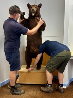 Two people moving a stuffed bear on a plinth