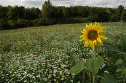 A field in summer with sunflowers