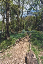 A path in Frith Wood
