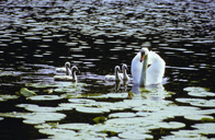 Swans