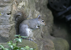 Grey Squirrel