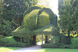 topiary