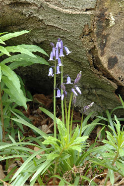 Bluebells