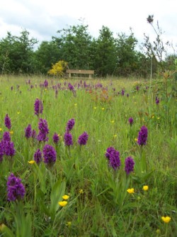 Orchids in a wildflower meadow